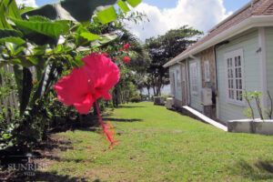 Gallery Thumbnail 11